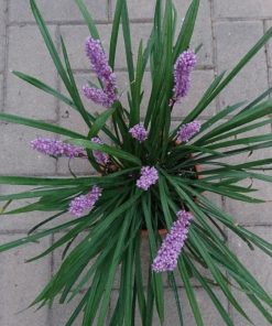 Liriope muscari- Big blue lilyturf – Liriope platyphylla – Ophiopogon graminifolius