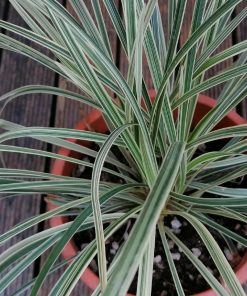 Alternative view of Liriope muscari “Silver Dragon”
