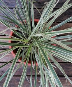 Liriope muscari “Silver Dragon”