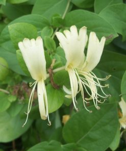 Alternative view of Caprifoglio  - Lonicera caprifolium