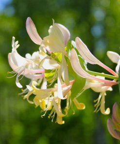 Caprifoglio  - Lonicera caprifolium - immagine 3