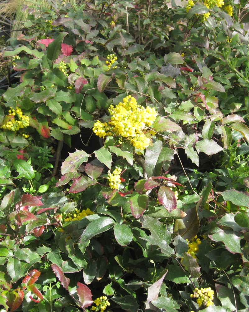 Mahonia aquifolium oregon grape - immagine 2