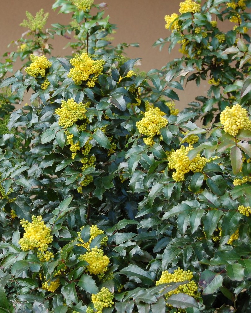 Mahonia aquifolium oregon grape