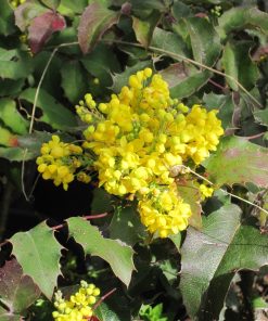 Mahonia aquifolium oregon grape - immagine 3