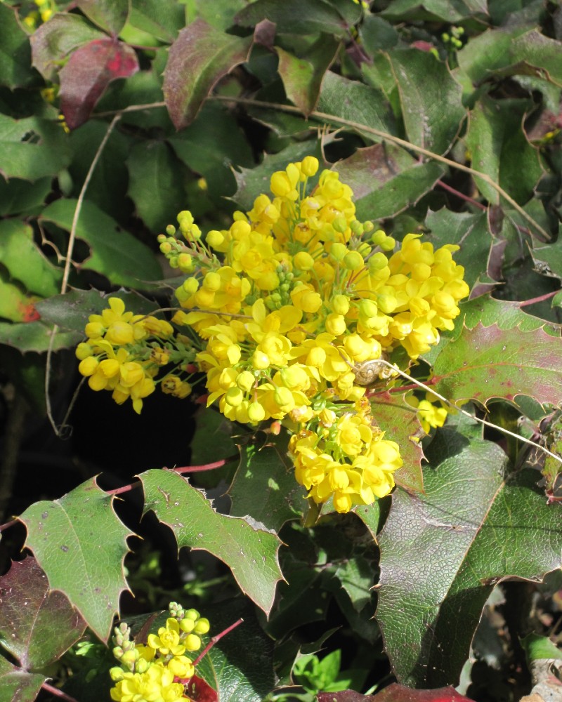 Mahonia aquifolium oregon grape - immagine 3