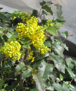 Mahonia aquifolium oregon grape - immagine 4