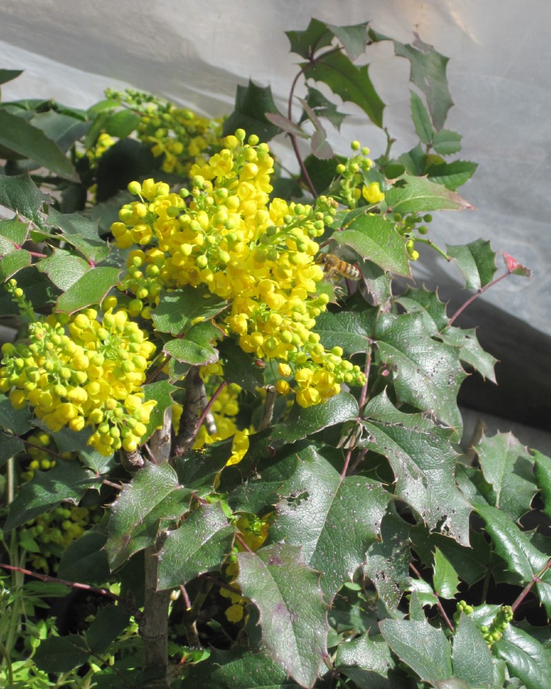 Mahonia aquifolium oregon grape - immagine 4