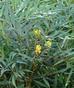 Mahonia confusa ‘Nari Hira’ o Nara Hiri - Mahonia  euribracteata ‘Narihira’ - Mahonia eurybracteata Sweet Winter®