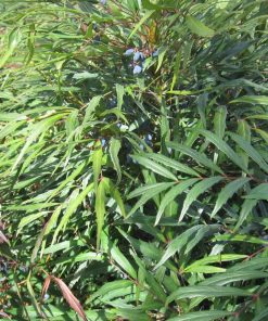 Alternative view of Mahonia confusa ‘Nari Hira’ o Nara Hiri - Mahonia  euribracteata ‘Narihira’ - Mahonia eurybracteata Sweet Winter®