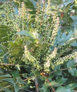 Mahonia  x media “Charity”