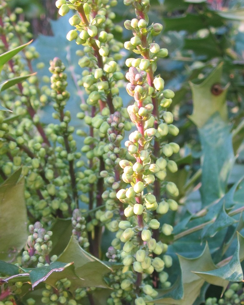 Mahonia x media “Charity” - immagine 2