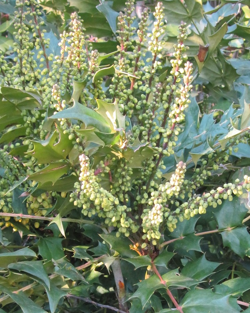 Mahonia x media “Charity”
