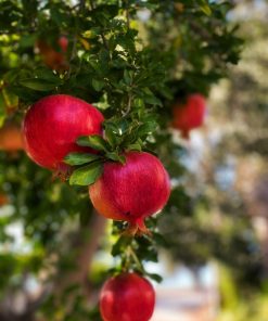 Punica granatum var. nana – Punica granatum ‘Nana’ - Melograno nano - Dwarf Pomegranate