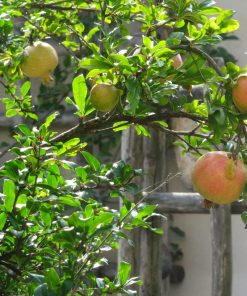 Punica granatum – Melograno - Pomegranate