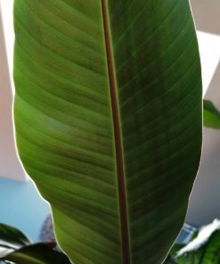 Alternative view of Musa sikkimensis ‘Red Tiger’ – Darjeeling banana ‘Red Tiger’