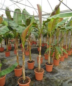 Musa sikkimensis ‘Red Tiger’ – Darjeeling banana ‘Red Tiger’ - immagine 4