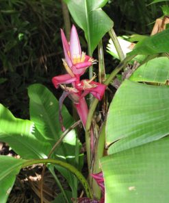 Musa velutina – Banano rosa