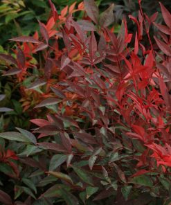 Nandina domestica ‘Gulf Stream’ - Gulf Stream Heavenly Bamboo