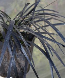 Alternative view of Ophiopogon planiscapus  “Nigrescens”- Convallaria Niger- Mughetto-giapponese