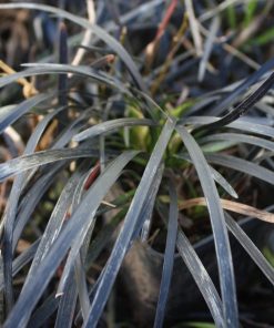 Ophiopogon planiscapus  “Nigrescens”- Convallaria Niger- Mughetto-giapponese