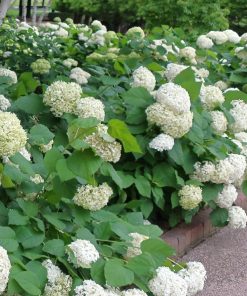 Hydrangea arborescens ‘Annabelle’  -  Ortensia ‘Annabelle’