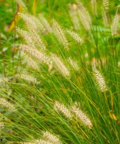 Pennisetum alopecuroides ‘Hameln’ – Pennisetum ‘Hameln’