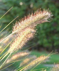 Alternative view of Pennisetum alopecuroides ‘Hameln’ – Pennisetum ‘Hameln’
