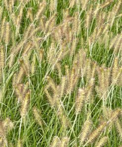 Pennisetum alopecuroides ‘Hameln’ – Pennisetum ‘Hameln’ - immagine 3