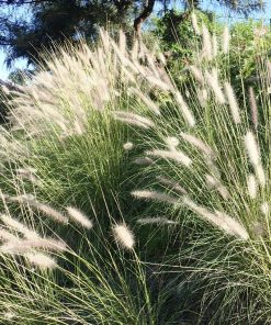 Pennisetum villosum – Pennisetum longistylum – Pennisetum villosum ‘White Ladies’ – Fountain grass