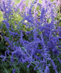 Perovskia atriplicifolia    ‘Blue Spire’