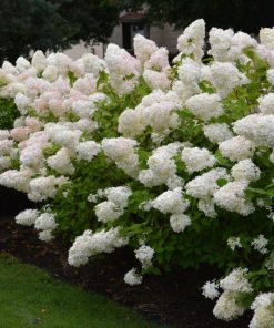 Hydrangea paniculata ‘Phantom’ – Ortensia paniculata ‘Phantom’