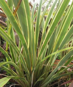 Phormium tenax  ‘Variegatum" - immagine 3