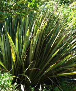 Phormium tenax  ‘Variegatum"