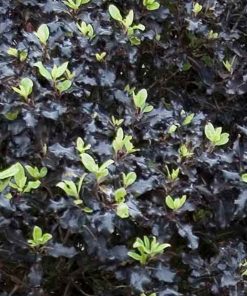 Pittosphorum tenuifolia ‘Tom Thumb’ - Pittosporum ‘Tom Thumb’ - immagine 3