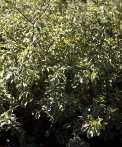 Pittosporum tenuifolium  ‘Silver Queen’