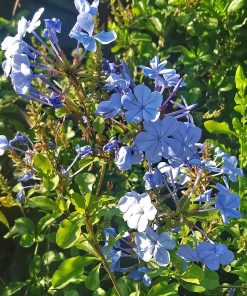 Plumbago capensis “Blu Foncè”