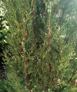 Cipresso nero toscano‘-Cupressus sempervirens ‘Pyramidalis ’ - immagine 4