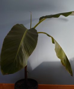 Musa sikkimensis ‘Red Tiger’ – Darjeeling banana ‘Red Tiger’ - immagine 3