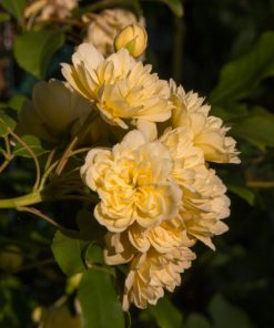 Alternative view of Rosa banksiae ‘Lutea’ - Rosa di Banks