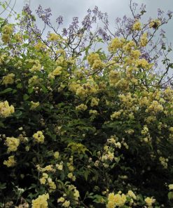 Rosa banksiae ‘Lutea’ - Rosa di Banks - immagine 3