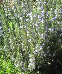 Rosmarino  “Officinalis ”- Rosmarino Officinale
