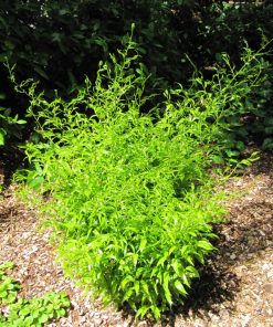 Ruscus racemosus   -  Danae racemosus