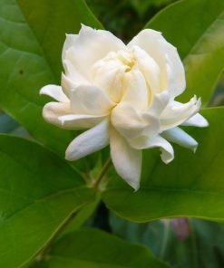 Alternative view of Jasminum sambac ‘Granduca di Toscana’- Gelsomino 'Granduca di Toscana' - White-flowered Indian jasmine zambac