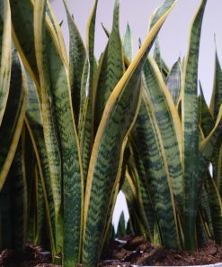 Sansevieiria trifasciata var. laurentii – Sansevieria trifasciata ‘Laurentii’ – Snake plant