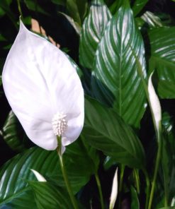 Alternative view of Spatifillo- Spathiphyllum – Giglio della pace