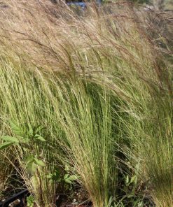 Stipa  tenuissima