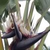 Strelitzia nicolai   - White bird of paradise -  Strelitzia alba subsp. nicolai