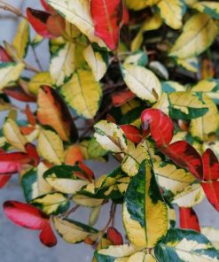Alternative view of Trachelospermum asiaticum 'Summer sunset' o ‘Ogon Nishiki’ – Trachelospermum asiaticum ‘Torafu’
