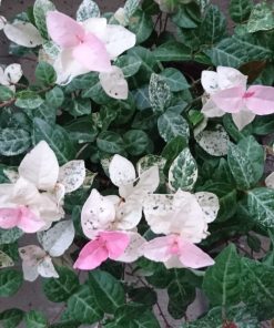 Trachelospermum asiaticum ‘Tricolor’ - Star jasmine 'Tricolor' - immagine 4