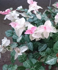 Trachelospermum asiaticum ‘Tricolor’ - Star jasmine 'Tricolor' - immagine 3